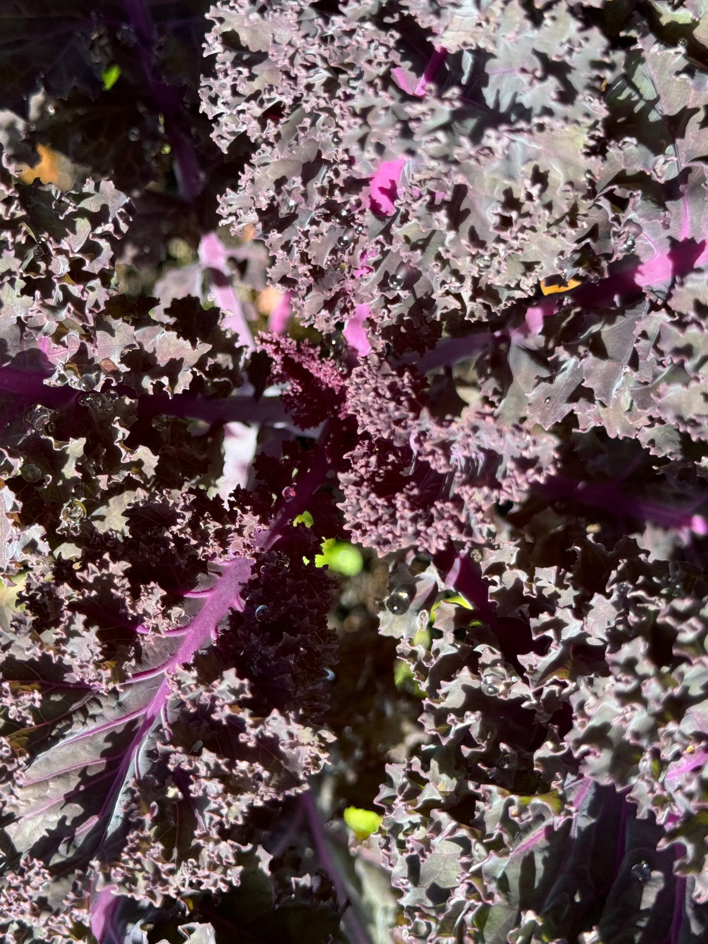 Farm Fresh Organically Grown Spray Free Kale
