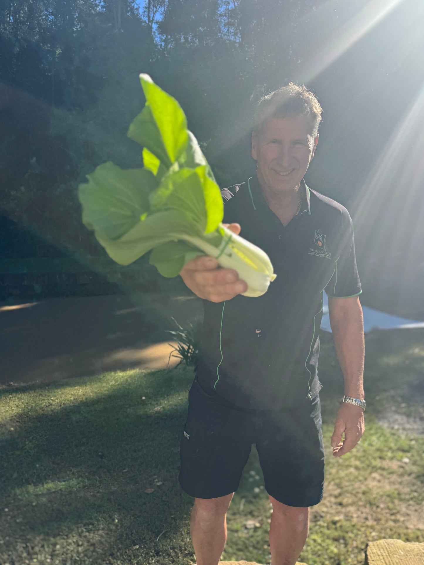 ‘ready to pick’ Farm Fresh Organically Grown Spray Free Pac Choi