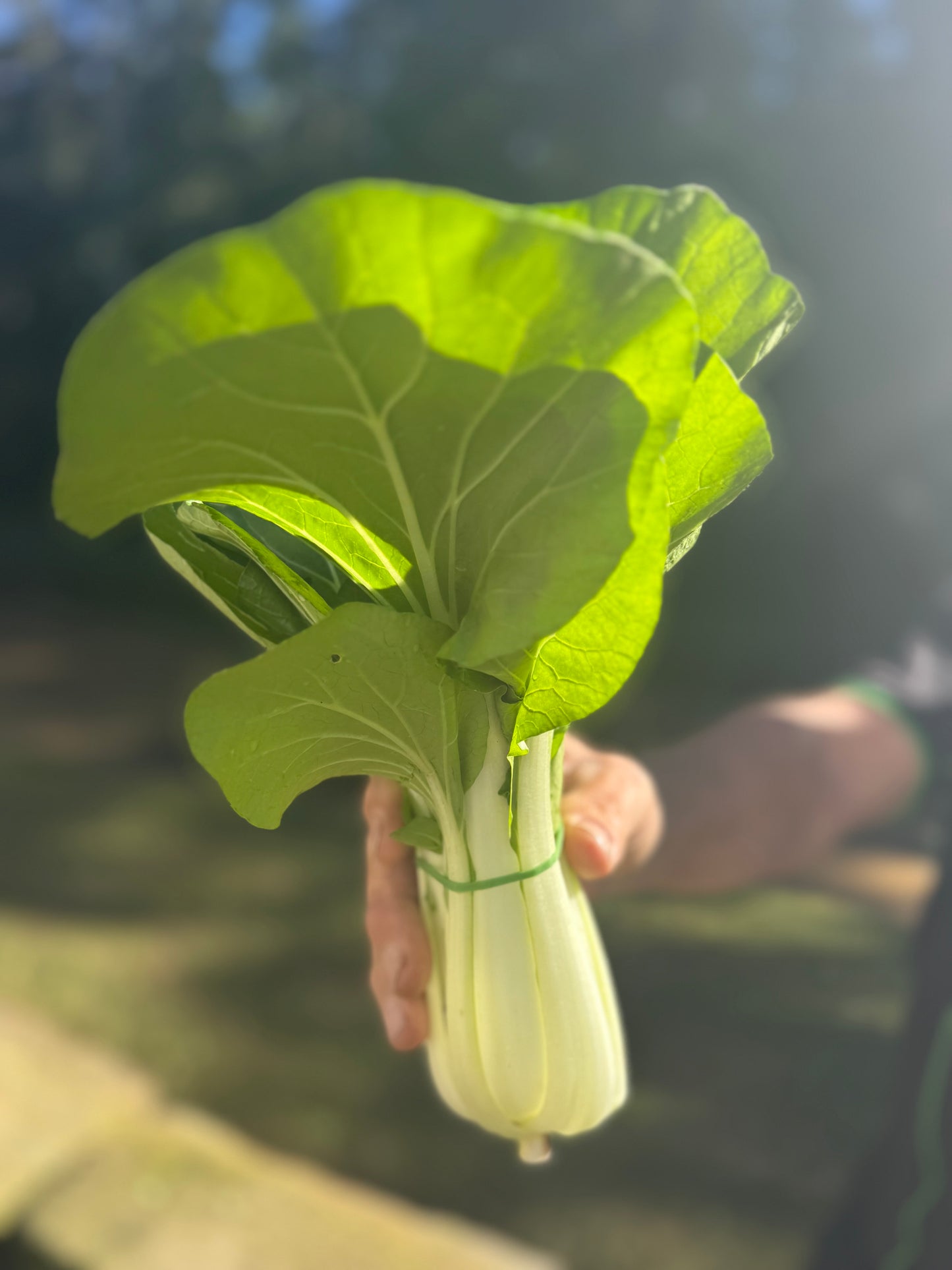 ‘ready to pick’ Farm Fresh Organically Grown Spray Free Pac Choi