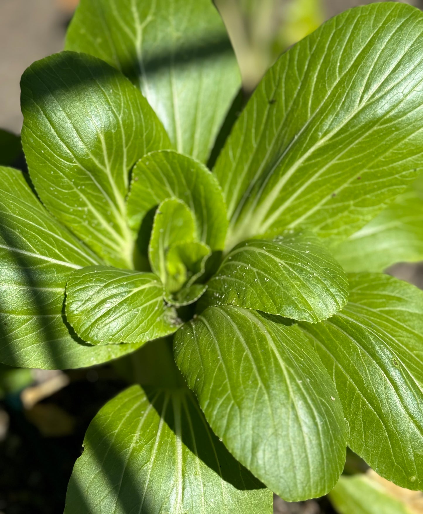‘ready to pick this week’ Farm Fresh Organically Grown Spray Free Pac Choi-The Village Grocer Club