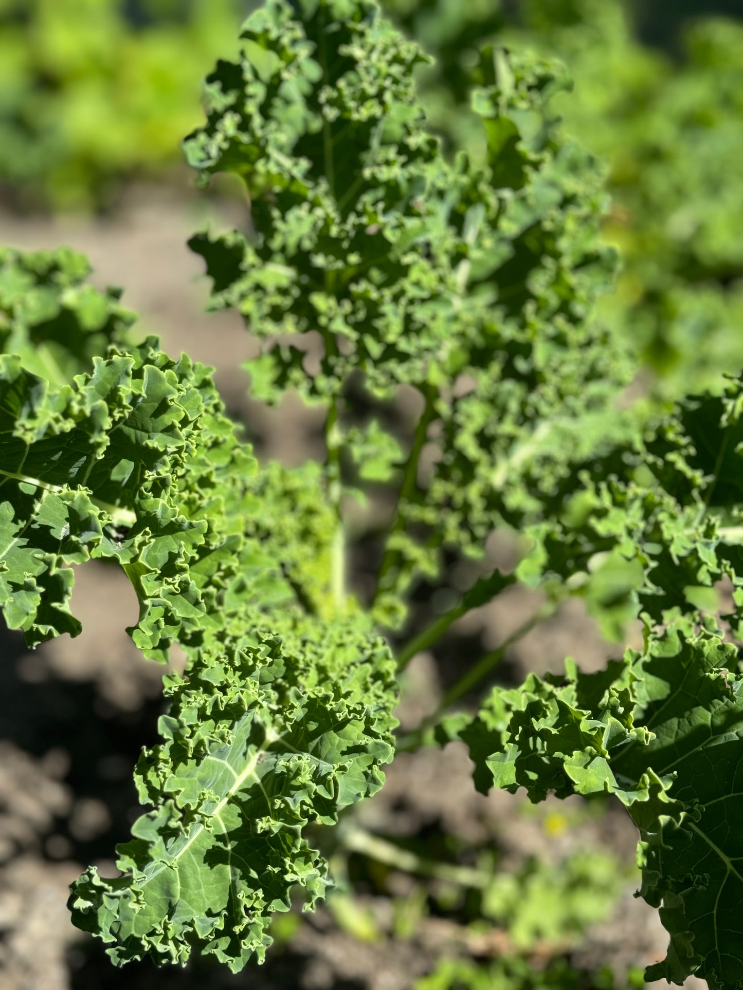 Farm Fresh Organically Grown Spray Free Kale