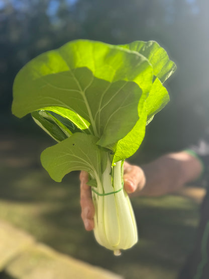 ‘ready to pick’ Farm Fresh Organically Grown Spray Free Pac Choi