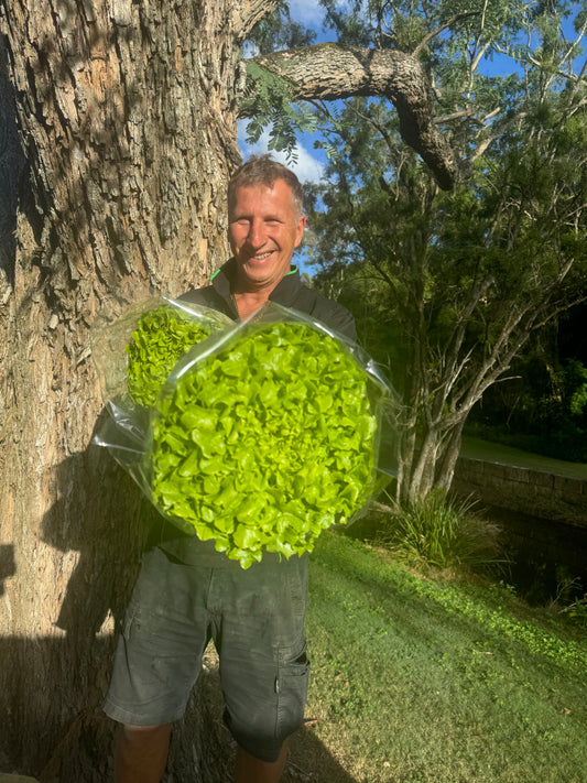 Large Green Oak Lettuce