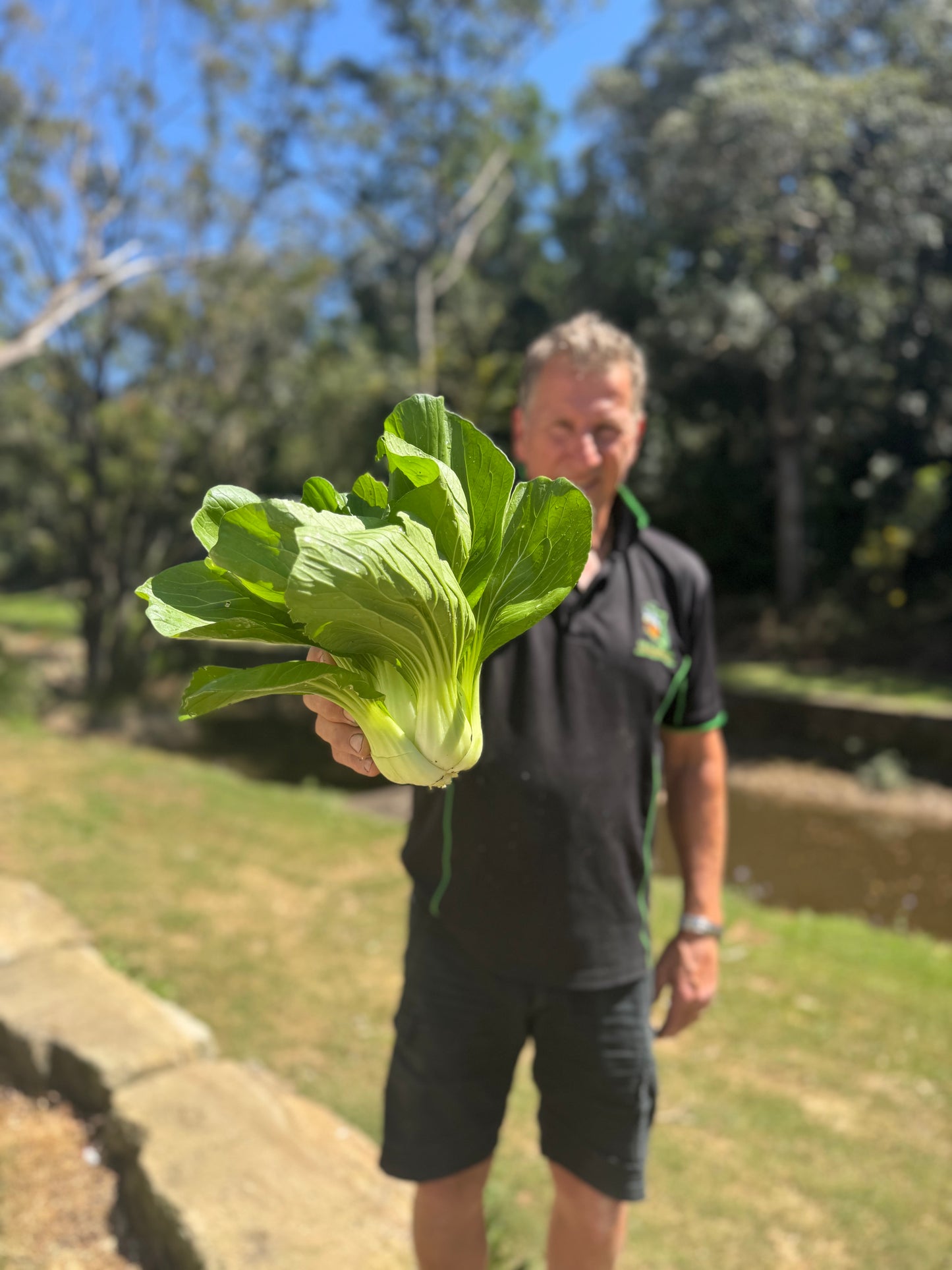 ‘ready to pick’ Farm Fresh Organically Grown Spray Free Pac Choi