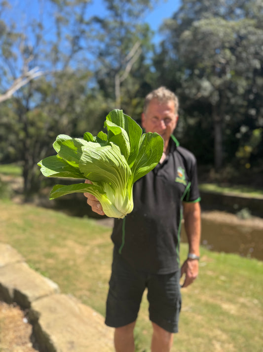 ‘ready to pick’ Farm Fresh Organically Grown Spray Free Pac Choi