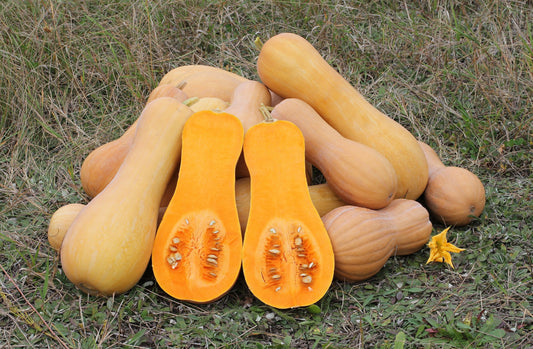 Butternut Pumpkin