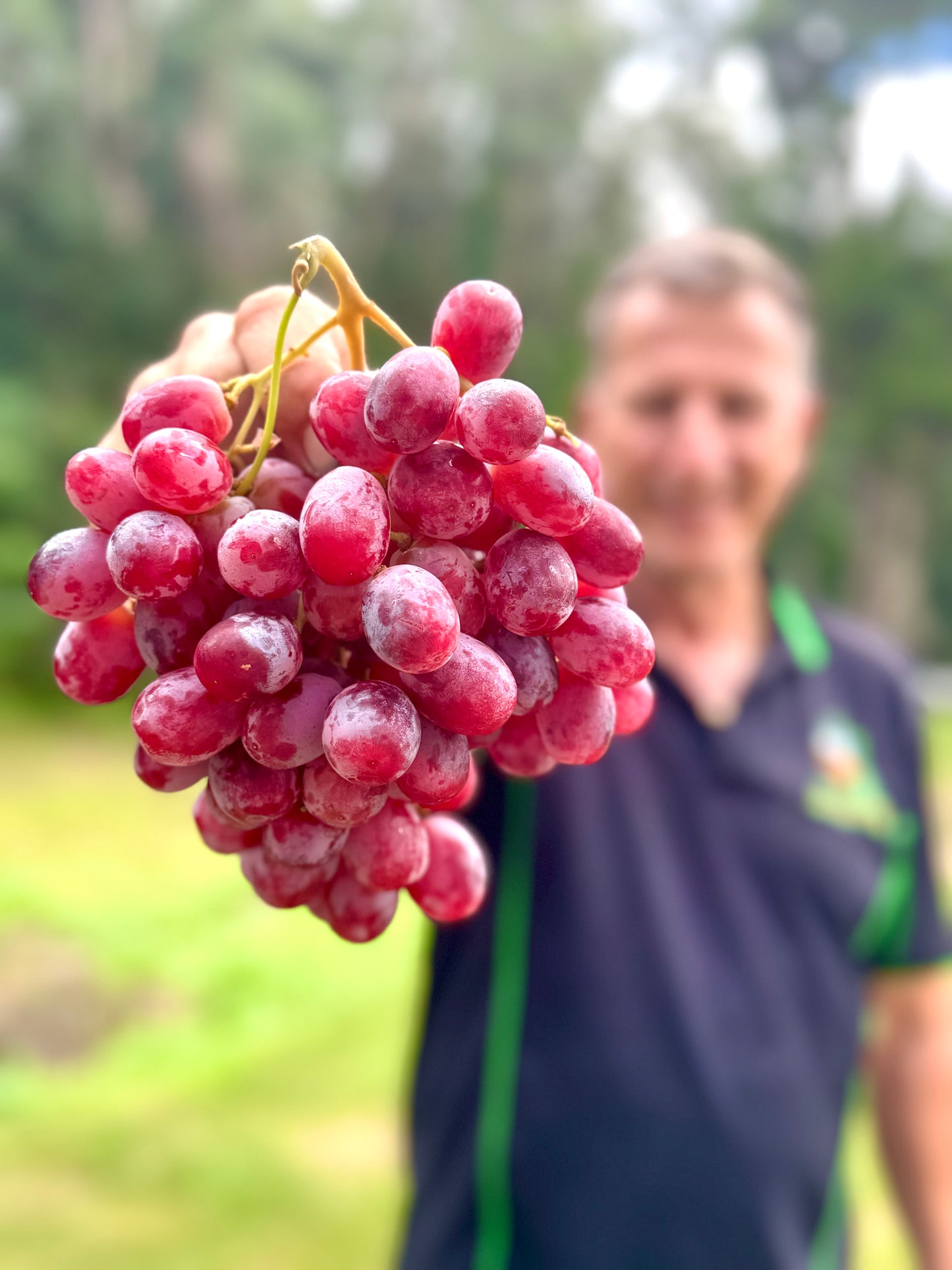 *back in stock* Australian New Season Premium Sweet Red Grapes