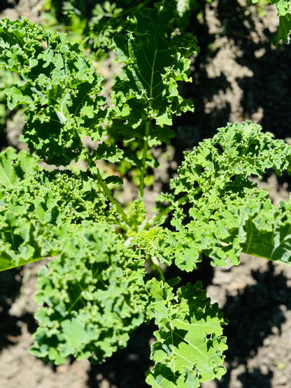 Farm Fresh Organically Grown Spray Free Kale