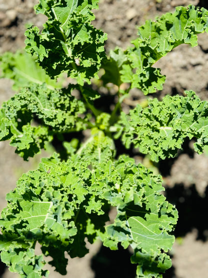 Farm Fresh Organically Grown Spray Free Kale