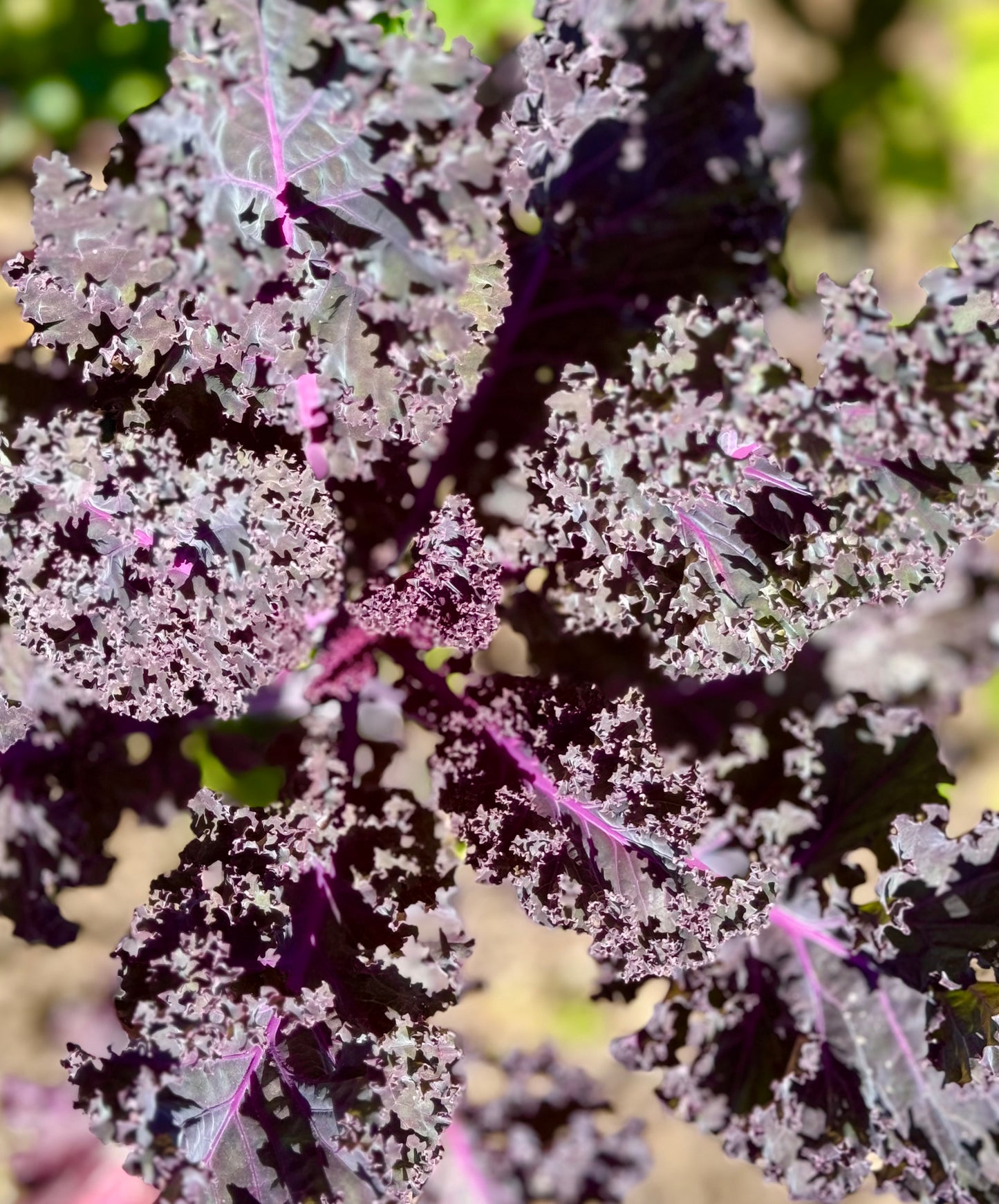 Farm Fresh Organically Grown Spray Free Kale