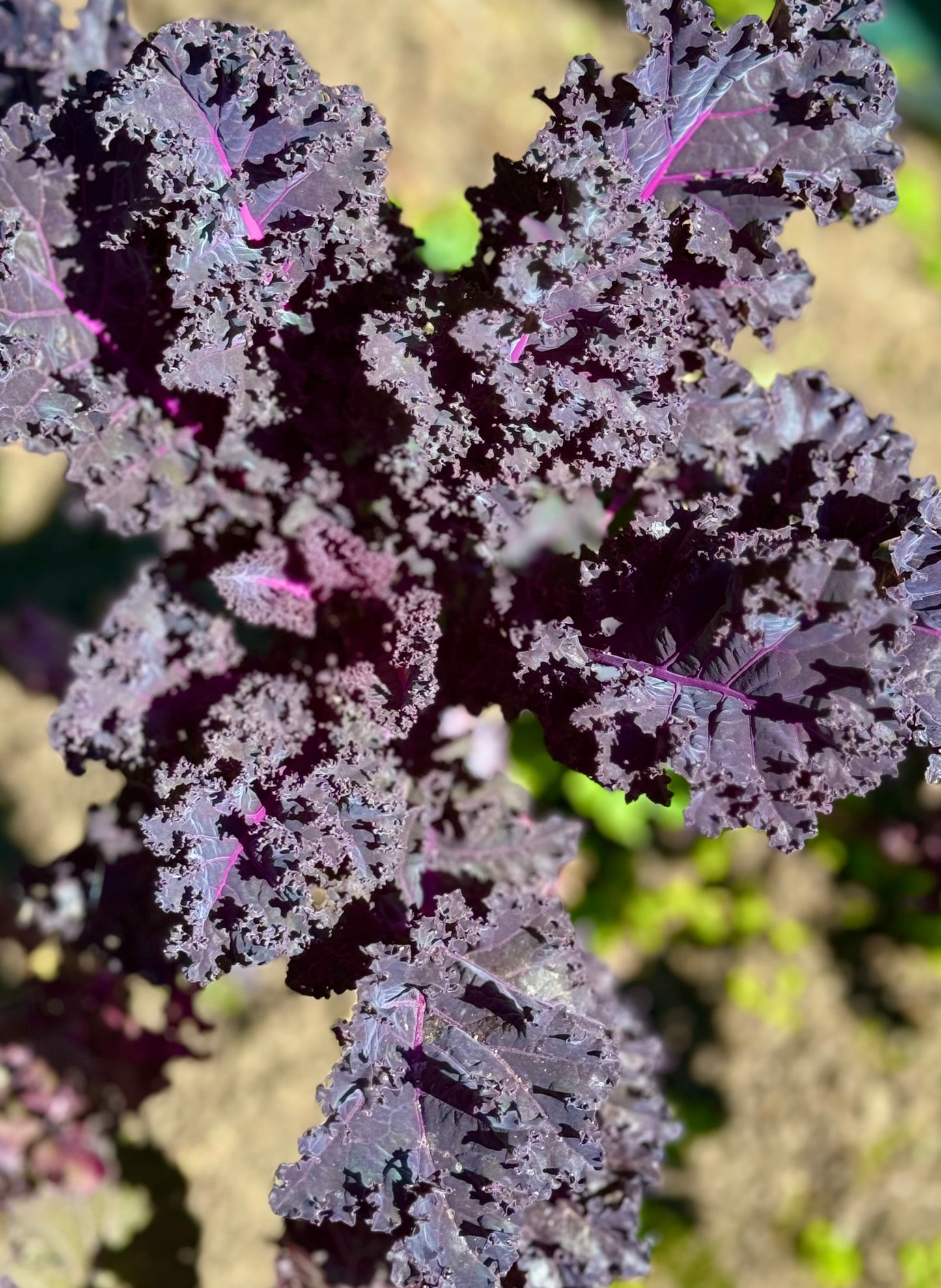 Farm Fresh Organically Grown Spray Free Kale