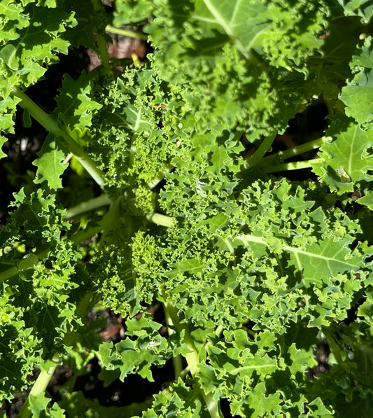 Farm Fresh Organically Grown Spray Free Kale