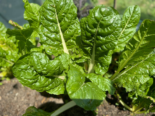*Back in Sock* Farm Fresh Organically Grown Silverbeet, cut to order