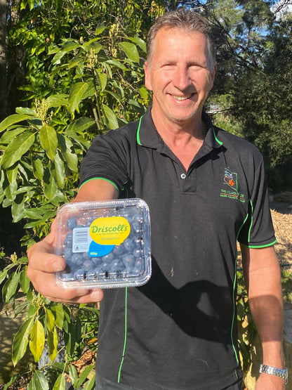 Australian Large Berries - Blueberries!!