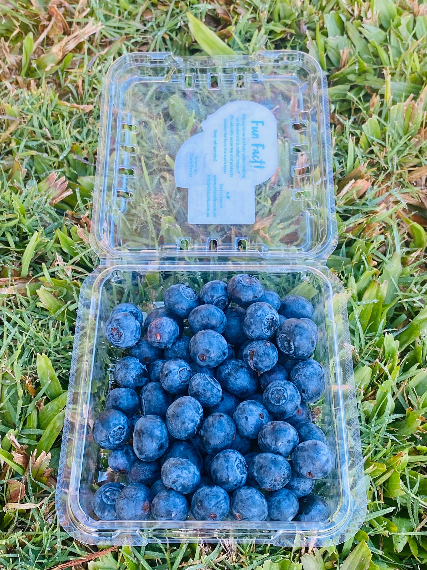 Australian Large Berries - Blueberries!!