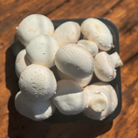 *New to store* Button Mushrooms