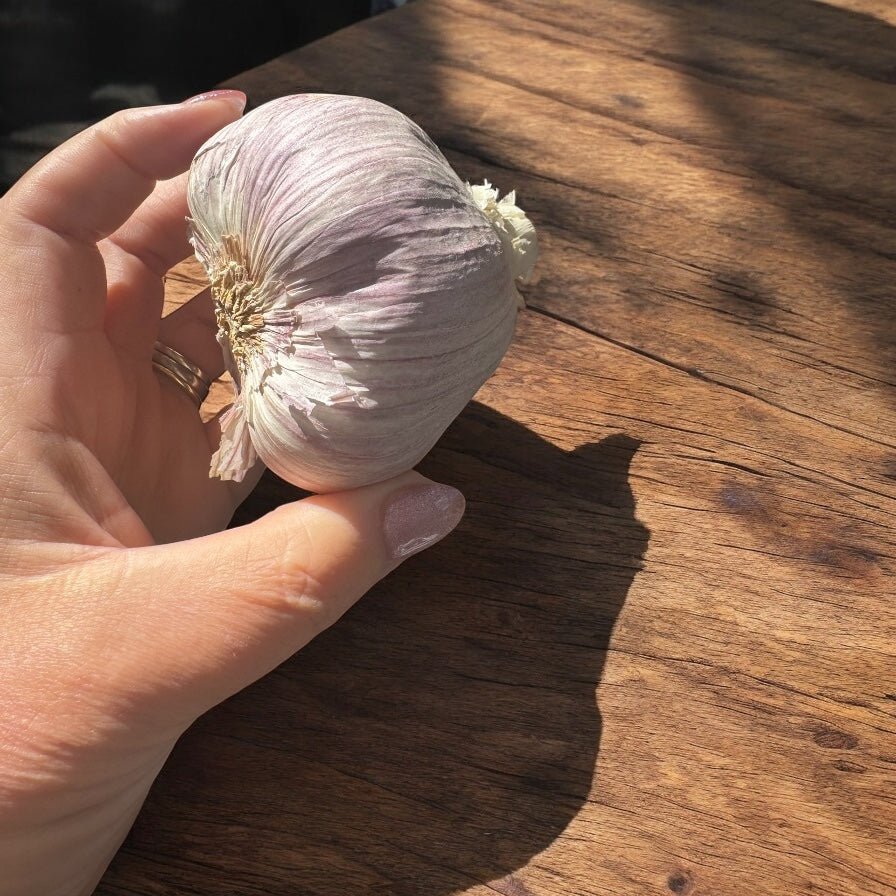 Extra Large Fresh Garlic Bulbs-The Village Grocer Club